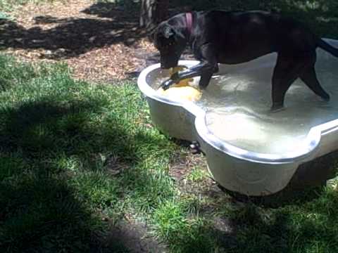 MARL Rubber Duckies in My Pool?