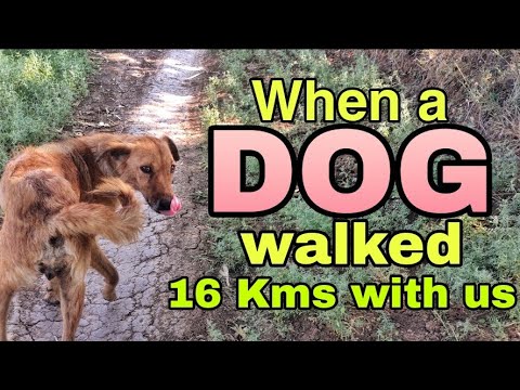 When a Dog walked 16 Km with us | Narmada Parikrama | Day 76 part 1