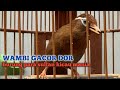 Burung Wambi Gacor Full Isian Materi Top Buat Masteran Burung Petarung