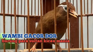 Download lagu Burung wambi gacor full isian materi top buat masteran burung petarung mp3 Download lagu Burung wambi gacor full isian materi top buat masteran burung petarung mp3