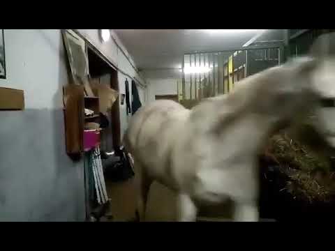 Trvalý domov pro koňské důchodce