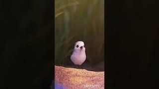 Cite little bird motivational status video | New animated whatsapp status video