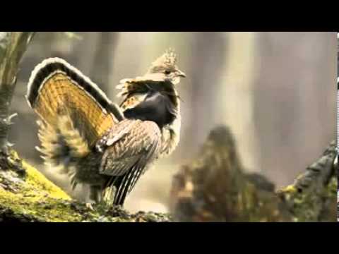 Voices Ruffed Grouse