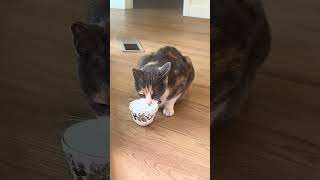 #cutecat #cat #catvideos #funnycats @luludoescrafts
