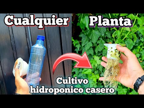 , title : 'CULTIVA cualquier PLANTA en AGUA! Cultivo hidroponico casero para HUERTO urbano (Fresa hidroponica)'