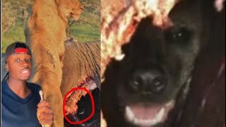 Why You Should AVOID Dead Elephants