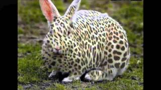 shawnnal - block reincarnated - feat kardinal offishal - Lyrics