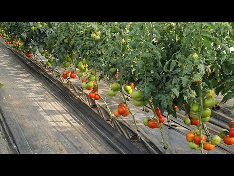 , title : 'Kako i kada zalijevati paradajz?'