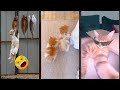 Funniest Cat ‍ Viral FunnyCats Episode 2676