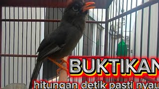 Download lagu Pancingan poksay mandarin paling ampuh untuk masteran dan pikat mp3 Download lagu Pancingan poksay mandarin paling ampuh untuk masteran dan pikat mp3