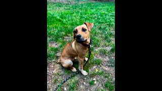 Video preview image #1 Mutt Puppy For Sale in Shelburne, VT, USA