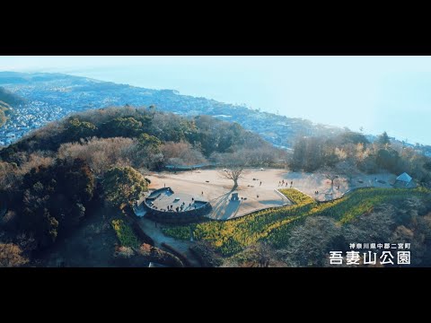 上空から見た吾妻山公園～満開の菜の花と富士山をお楽しみください～