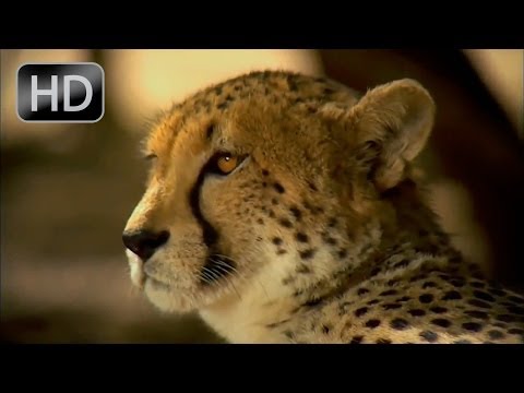 Worship Music Video "Creation Calls" in 1080p