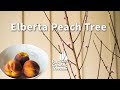 Elberta Peach Tree | FastGrowingTrees.com