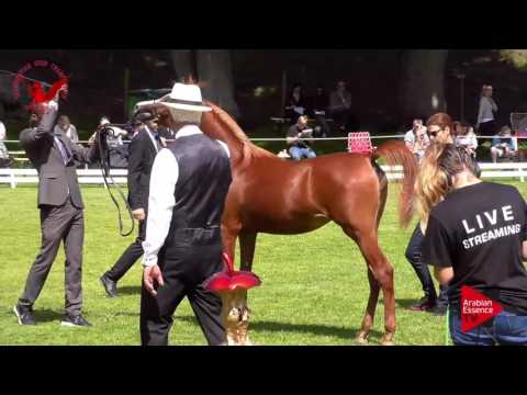 N.77 PAN DORA - Scandinavian Open Championship 2017 - Yearling Fillies (Class 4B)
