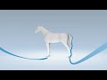 How PRASCEND Pergolide Tablets Works To Control The Clinical Signs Of PPID