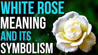 Download lagu White Rose Meaning and Symbolism | Meaning of White Rose Flower mp3