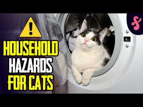 ⚠️Household Hazards For Cats | Furry Feline Facts ☢️