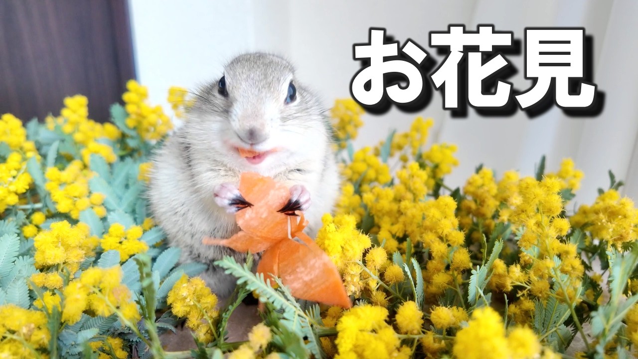 なついたリスと室内でお花見してみた