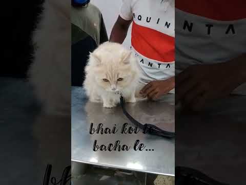 persian cat not willing to come out of basket at vet clinic