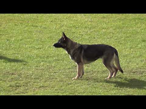 WUSV 2021 CZE 4 - TEREZA VAJNEROVÁ & LIMMET Z UDOLI UPY B 89