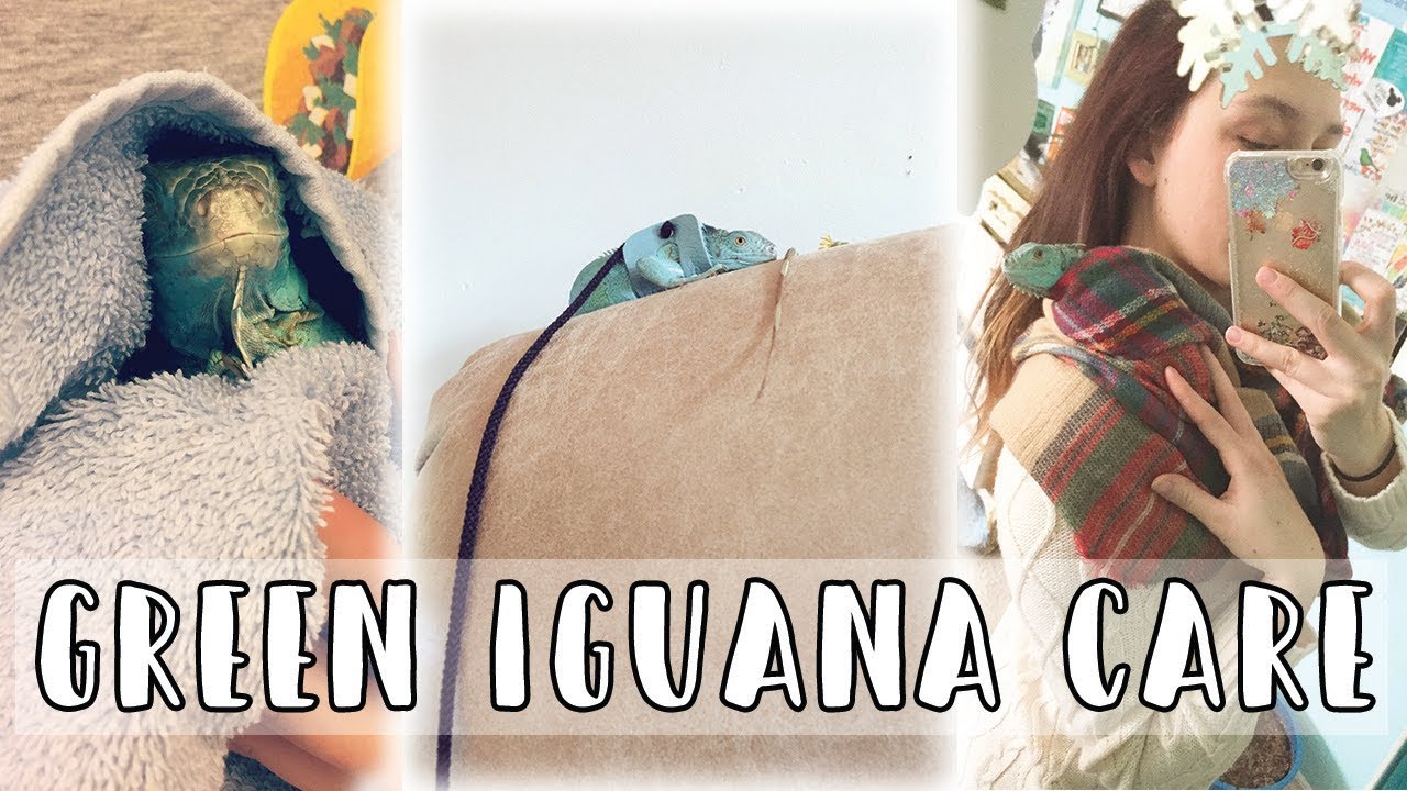 Green Iguanas 101: The Basic Green Iguana Care Guide (2017)