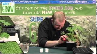 Growing cuttings and seeds with Sure To Grow's media