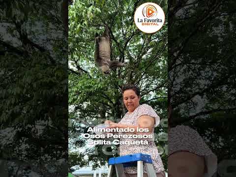 🦥¡UN ENCUENTRO CON LA NATURALEZA QUE ENAMORA A SOLITA, CAQUETÁ!