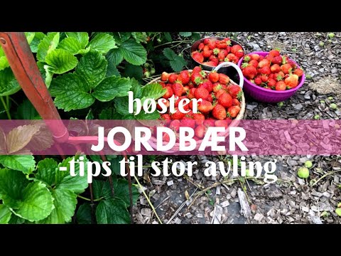 , title : 'Høster jordbær - tips for stor avling'