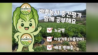 농민과 함께하는 배추농사 중간평가! (정식 후 30~40일 이후)