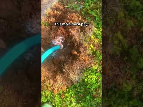 These moles must pay! #moles #yardwork #yard
