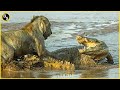 The Greatest Battle In The Animal Kingdom Lion VS Crocodile