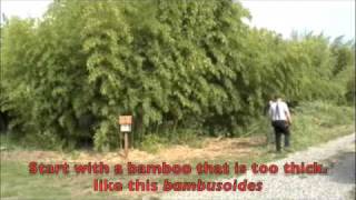 How to thin a grove of bamboo