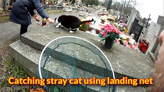Catching a feral cat using landing net