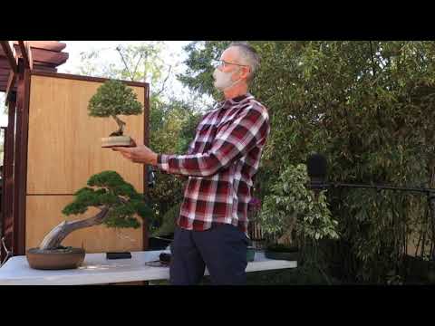 San Diego Bonsai Club | JFG Master Series