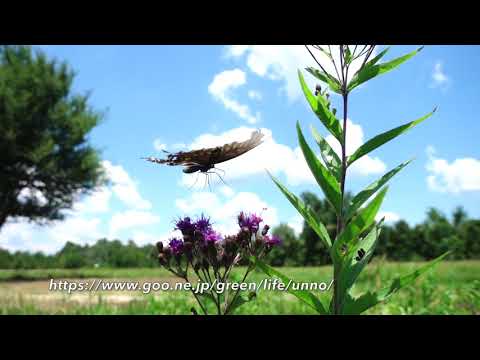 クスノキアゲハの飛翔　　Papilio troirus