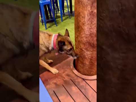 Retired bomb sniffing dog Dorka