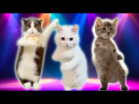 Cosmic Cats Song - The Singing Cat Catchy Tune 🤣😹 Cat Videos 🐈🤣💃Cat Dance #funnycats #dancingcat