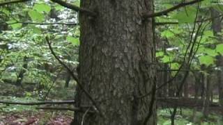 preview picture of video 'Plant Identification Walk part 1.wmv'