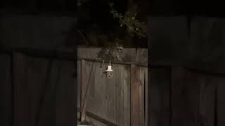 夜、物音がして外を見たら…🦝