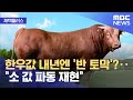 재택플러스 한우값 내년엔 반 토막 ‥