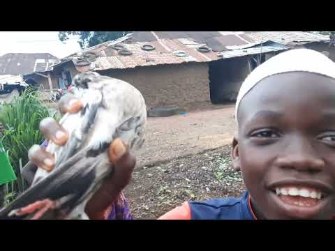 HOW THEY TREAT YOU IN WEST AFRICA SIERRA LEONE 🇸🇱 MOYAMBA OR ME ON A SHEAP HUNT