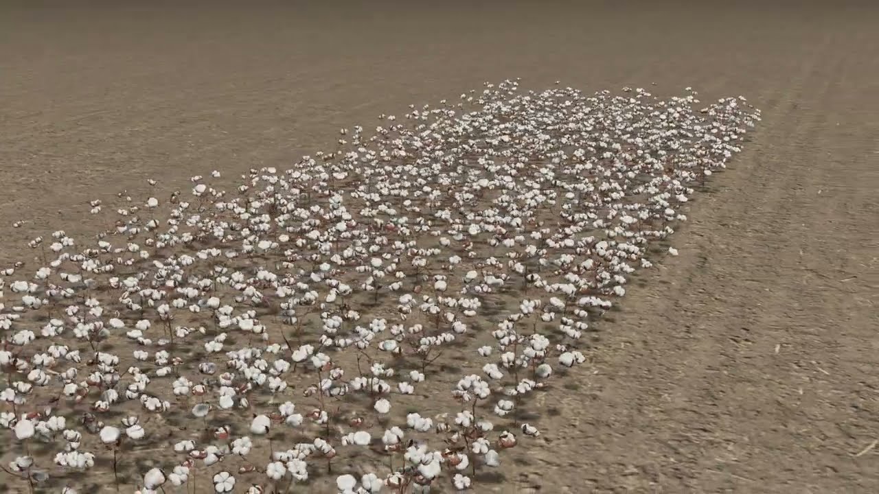 Baumwollplantage 3D Modell