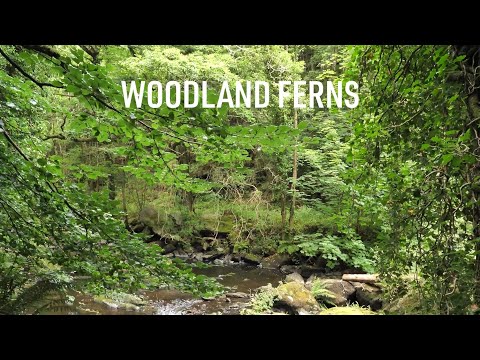 5 in Five: Woodland Ferns