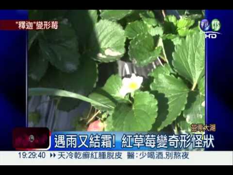 遇雨又結霜! 大湖草莓腫成釋迦