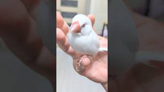 なでなで〜最後にぷりっ🤣 #文鳥