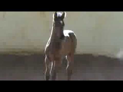 Ballerina ( Calido x Cassini II x Lavall II) Holsteiner