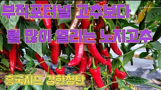 노지에서 이렇게 잘 자라는 고추품종이면, 굳이 터널고추를 해야 할까요?? 고추농사 잘 짓는 법!