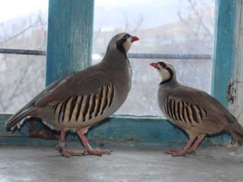 Muzaffer BADILLI Memleketim (siir)