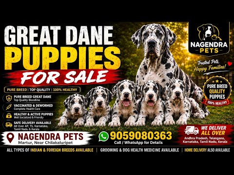 Great Dane Puppies Craigslist